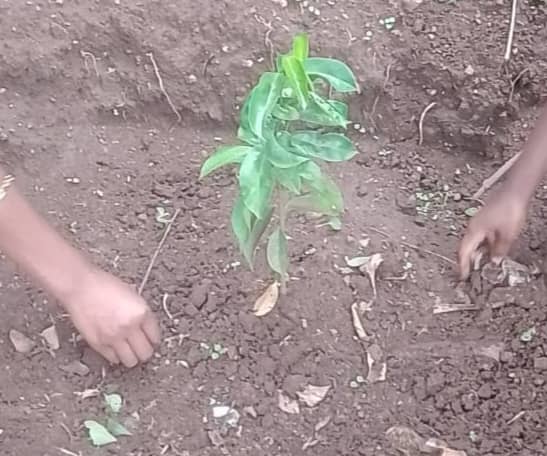 the crop